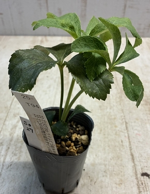 最新交配タグ苗）整形超多弁狙い  22-T153Tdd-ライムピコ超多弁&times;22-T134Tdd整形超多弁ピコVG【So27】25- T94