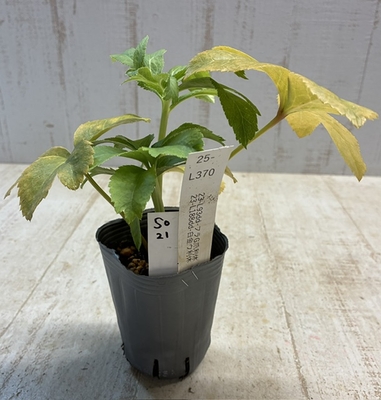 最新交配タグ苗）小輪系ゴールド鶯利休狙い　23-L93dd-フラG爪利休 23-L188dd-白金ウ利休【So21】25- L370