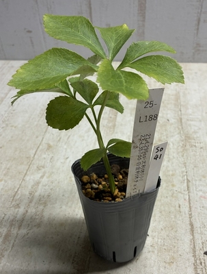 最新交配タグ苗）小輪系ゴールド利休狙い　21-L295ss-太利休（小）&times; 23-L357dd-白金利休チョイT【So41】25- L188