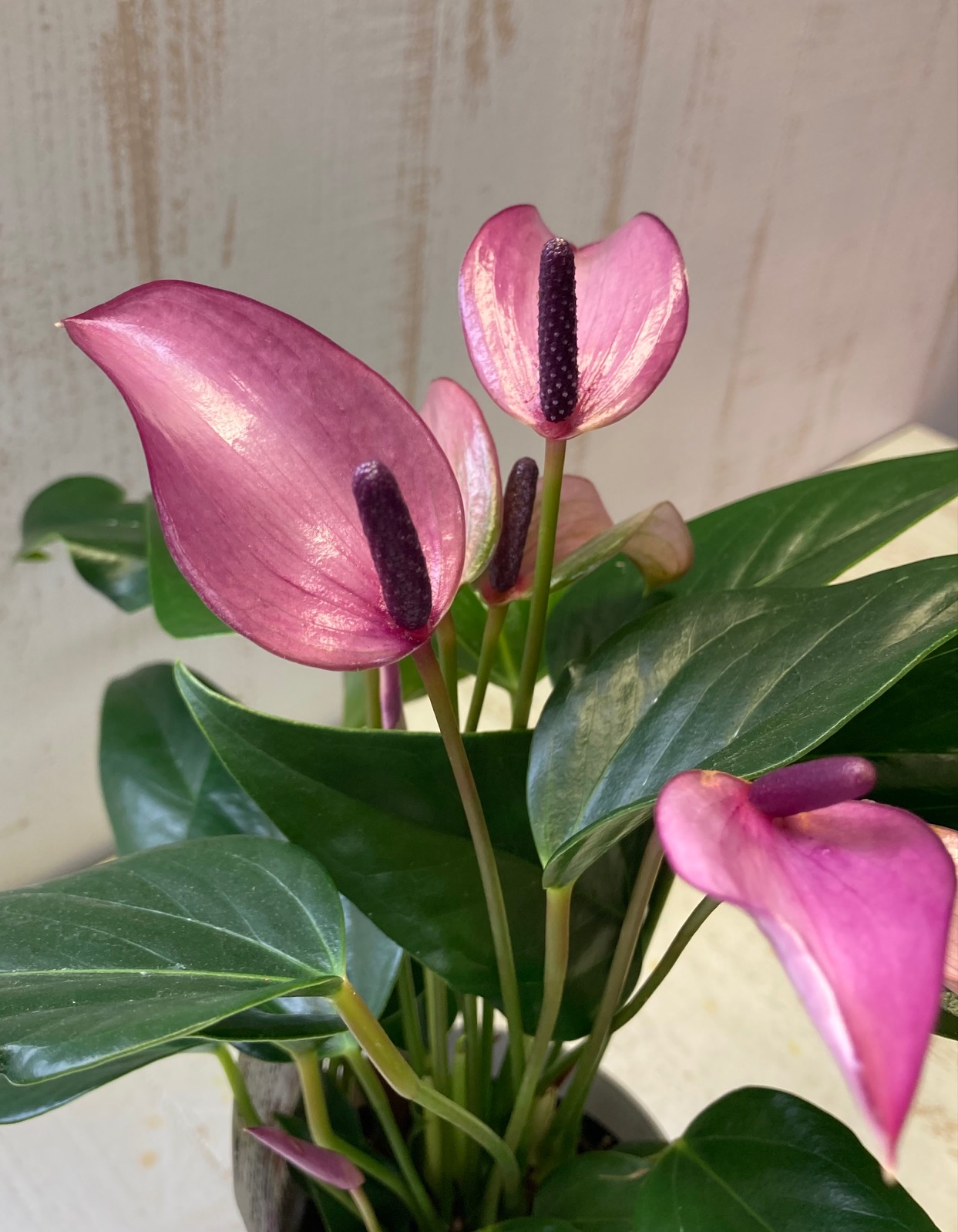 アンスリウム ジゾー グリーンホビー