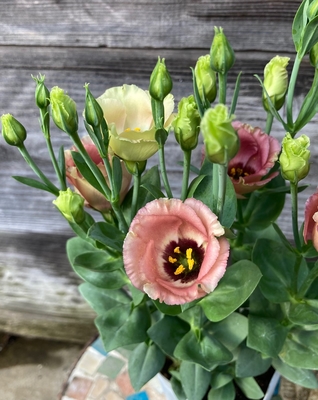 花苗 グリーンホビー