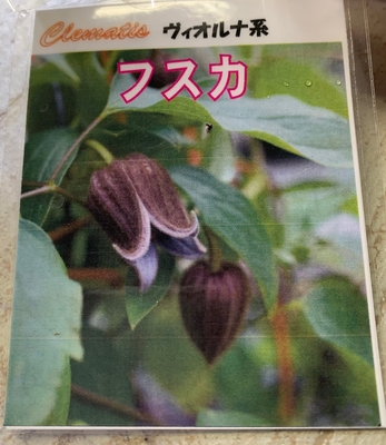 春日井園芸センターさんのクレマチス グリーンホビー