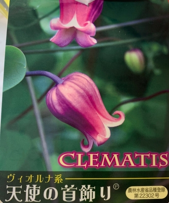 クレマチス グリーンホビー