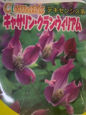 春日井園芸センターさんのクレマチス グリーンホビー