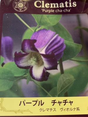 クレマチス パープル チャチャ グリーンホビー
