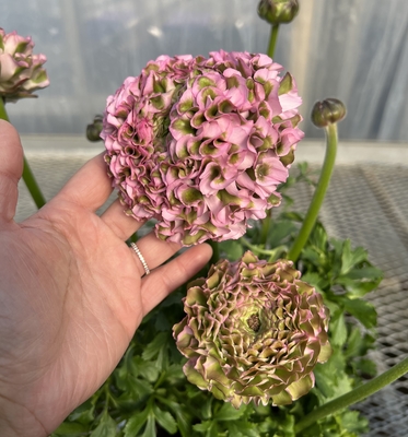 単品 ラナンキュラスポンポン 吉沢園芸オンラインストア