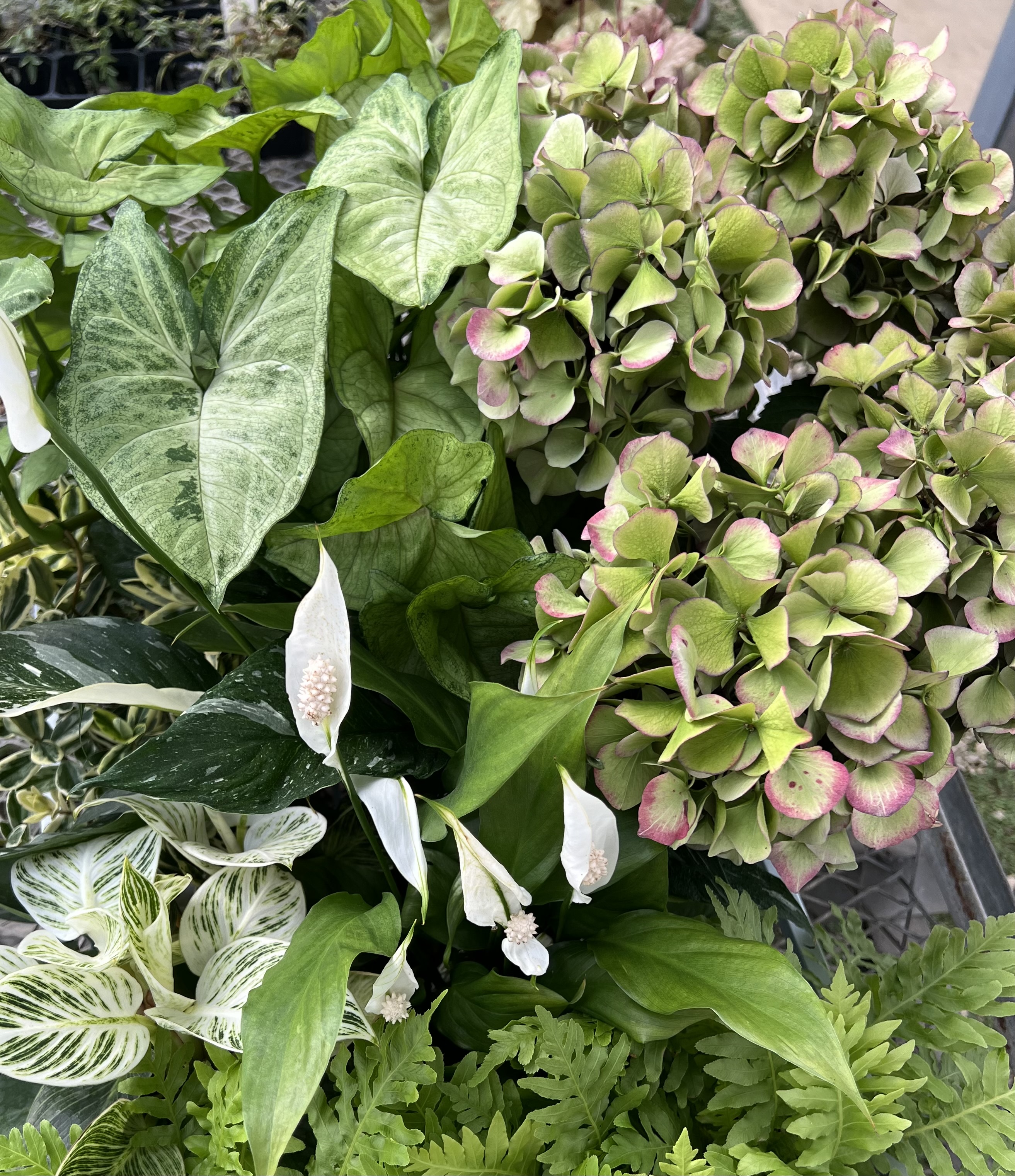 Summer Sale 秋色紫陽花の苗セット 11ポット 吉沢園芸オンラインストア