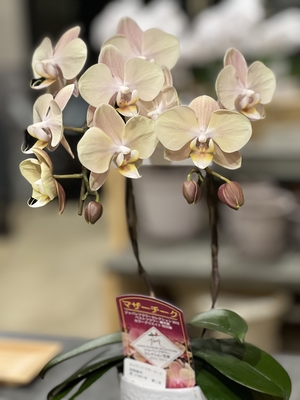 【鉢物】胡蝶蘭「マザーチーク」4寸、花2本