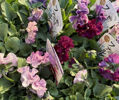 【産直】Sherry's Select 吉沢園芸PREMIUMビオラ ファルダ・テイアード