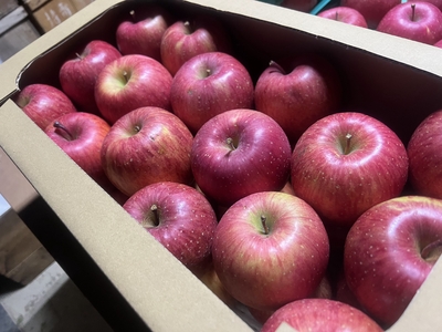 [　店頭受け取り限定品　] 2025年産 サンフジ