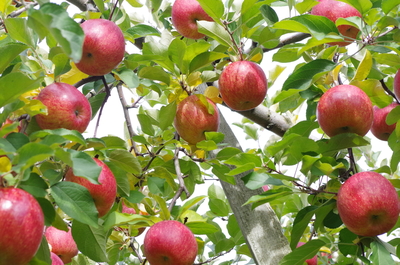 [予約] 2025年産 サンフジ 特殊発送①　家庭用＋良品　 2025年内発送品