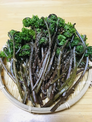 赤こごみ　天然自生物　山形庄内地区採取　２００ｇ　　