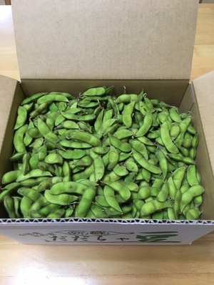 うまい！ 本場だだちゃ豆 訳あり２ｋｇ~（品種：白山）☆山形県鶴岡市より産地直送☆