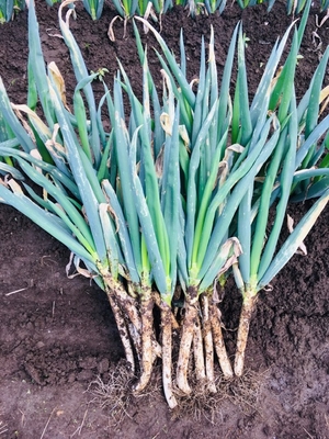 ねぎ　葱　無農薬 無化学肥料 栽培　土付長ねぎ３０本セット　