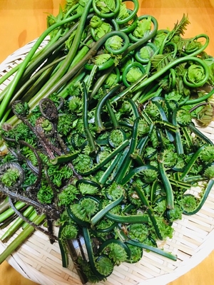乾燥ぜんまい 山形県庄内産】乾燥ぜんまい（50g）天日干し・ゼンマイ・薇